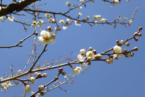 梅