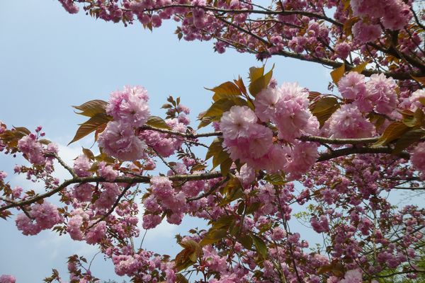 八重桜